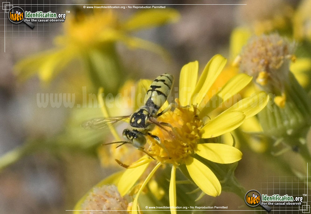 Full-sized image #4 of the Sand-Wasp-Steniolia