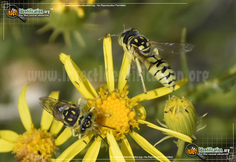 Full-sized image #3 of the Sand-Wasp-Steniolia