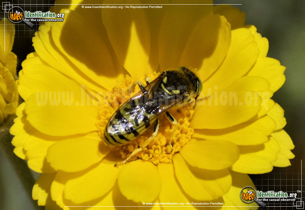 Full-sized image #7 of the Sand-Wasp-Steniolia