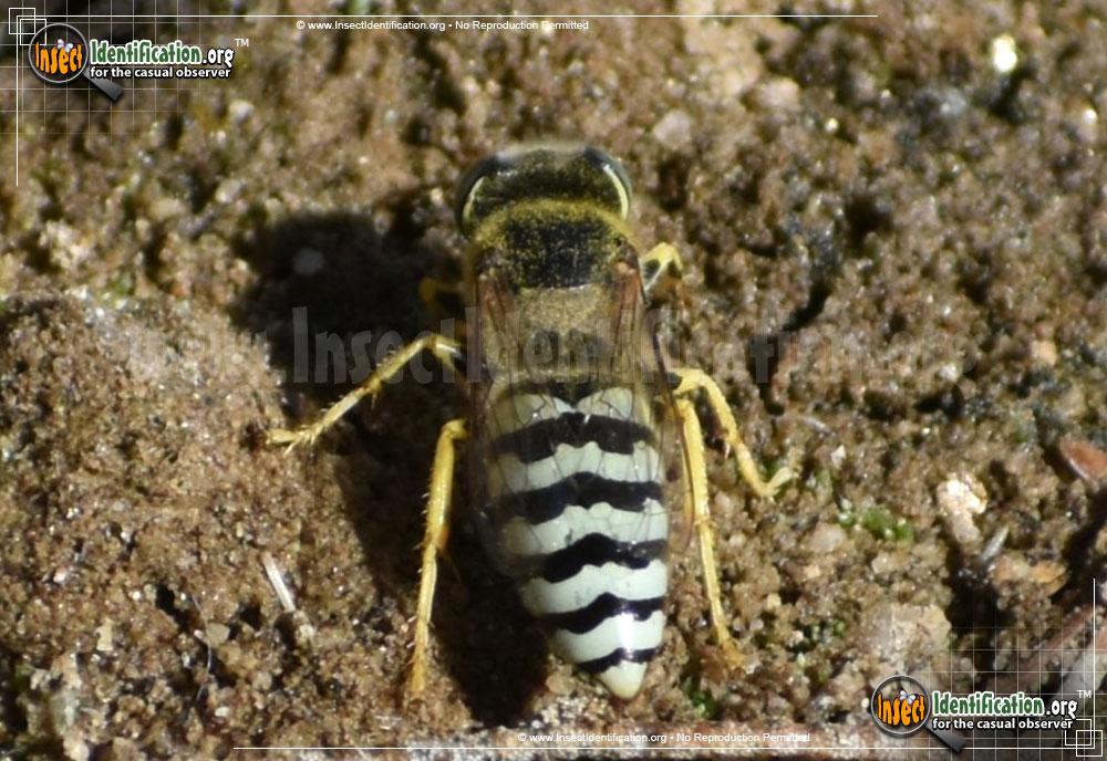 Full-sized image #2 of the Sand-Wasp
