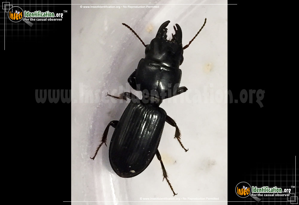 Full-sized image of the Scarites-Ground-Beetle