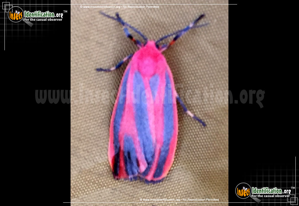 Full-sized image of the Scarlet-Winged-Lichen-Moth
