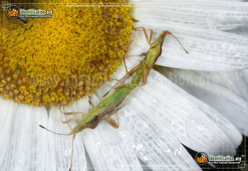 Full-sized image #4 of the Scentless-Plant-Bug