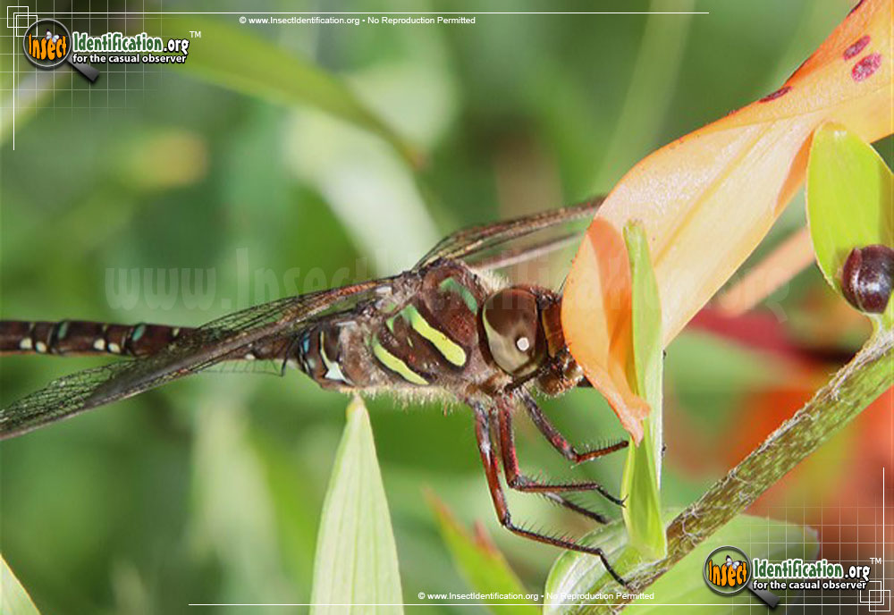 Full-sized image #4 of the Shadow-Darner-Dragonfly