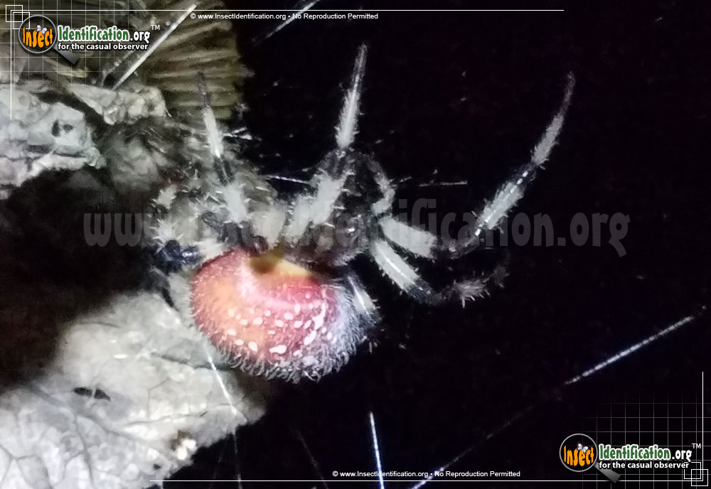 Full-sized image #6 of the Shamrock-Spider