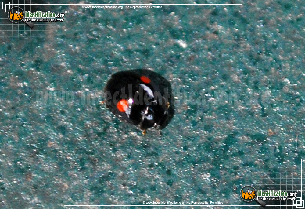 Full-sized image of the Signate-Lady-Beetle