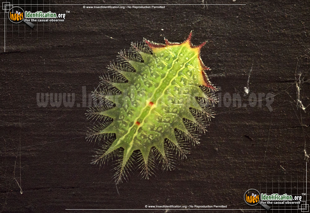 Full-sized image of the Slug-Caterpillar-Moth