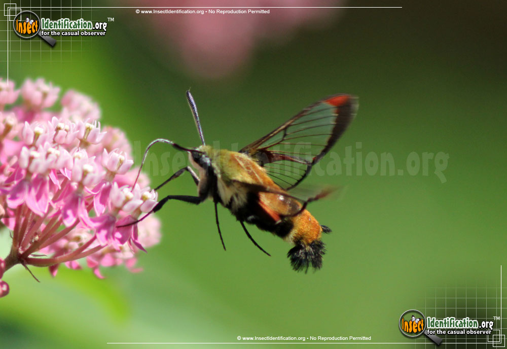 Full-sized image #4 of the Snowberry-Clearwing--Moth