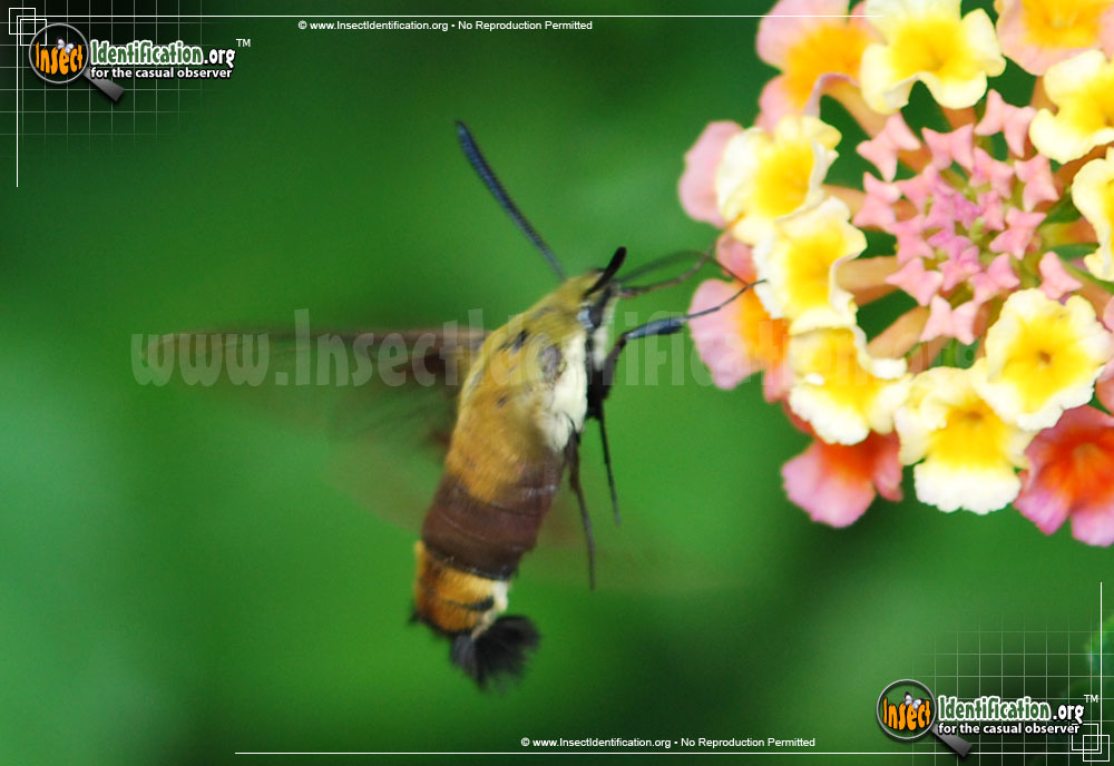 Full-sized image #3 of the Snowberry-Clearwing--Moth