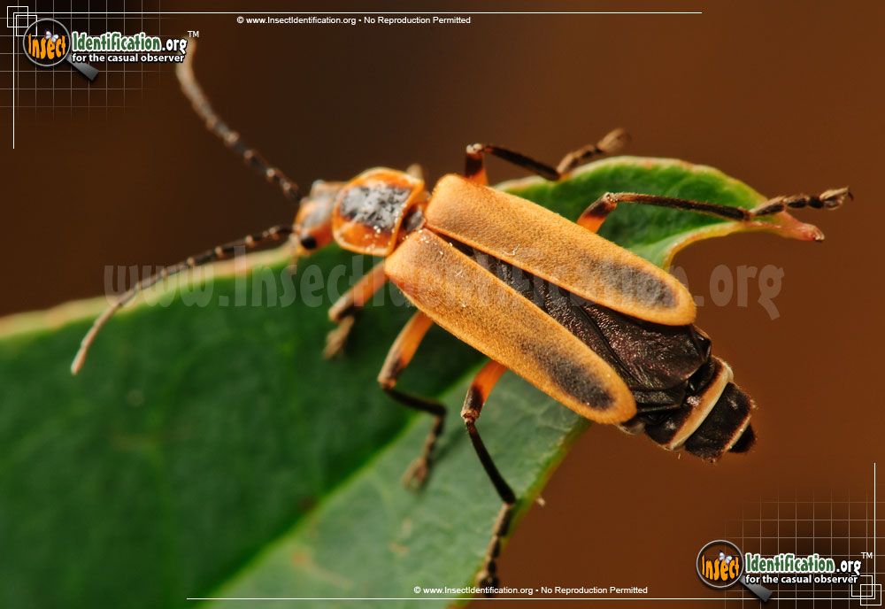 Full-sized image #9 of the Soldier-Beetle