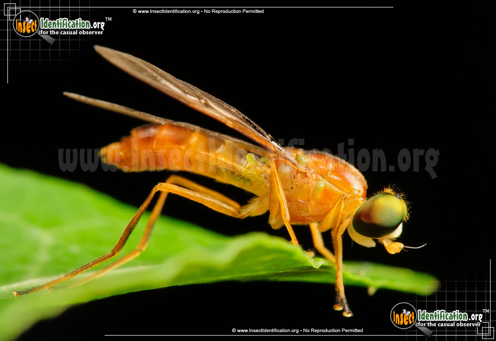 Full-sized image #3 of the Soldier-Fly