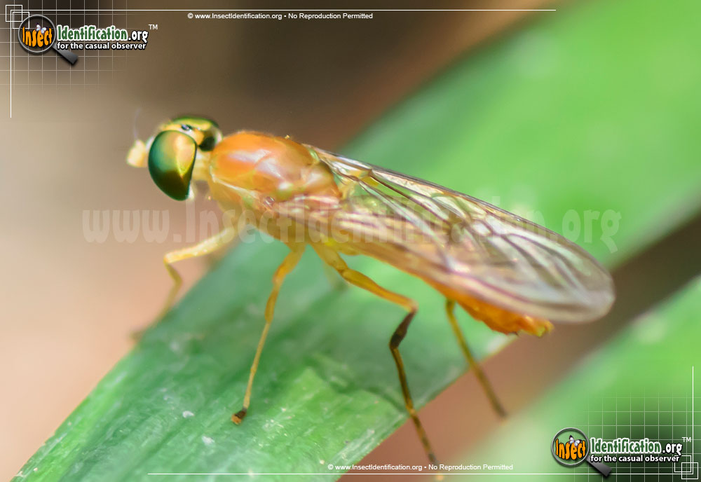 Full-sized image #6 of the Soldier-Fly