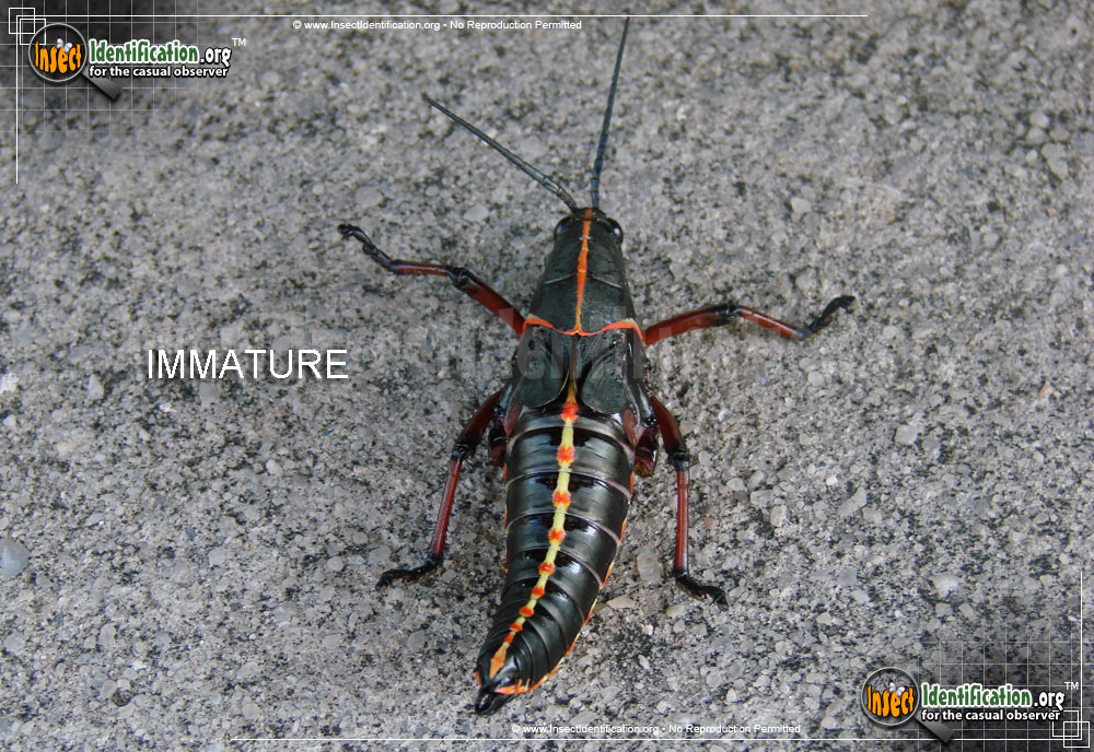 Full-sized image #5 of the Southeastern-Lubber-Grasshopper