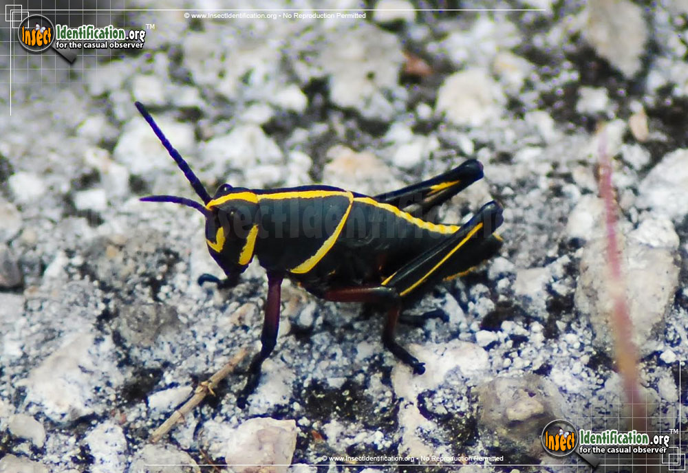 Full-sized image #4 of the Southeastern-Lubber-Grasshopper