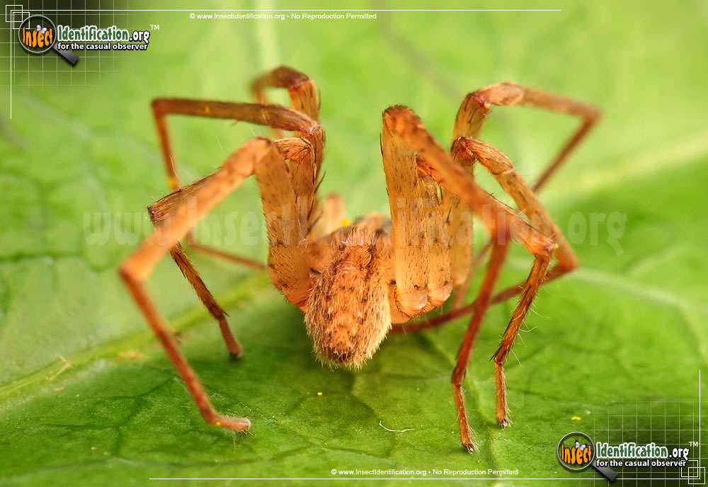 Full-sized image #2 of the Southeastern-Wandering-Spider