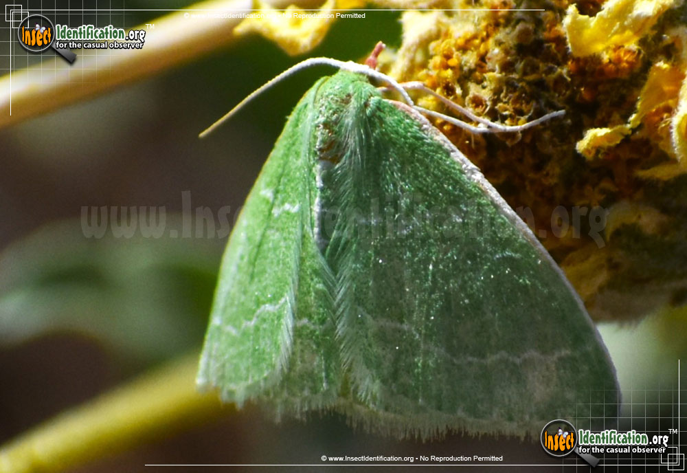 Full-sized image #3 of the Southern-Emerald-Moth