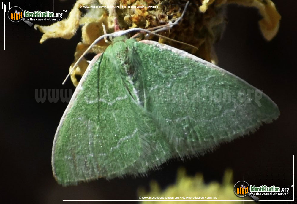 Full-sized image #4 of the Southern-Emerald-Moth