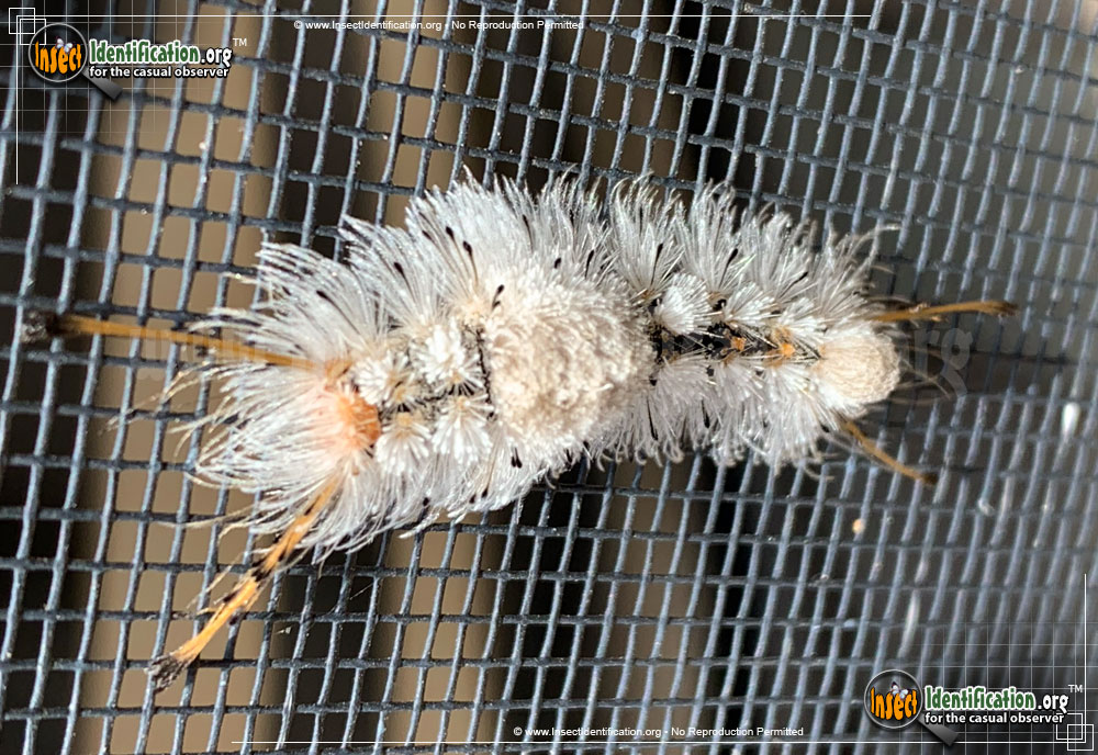 Full-sized image #2 of the Southern-Tussock-Moth
