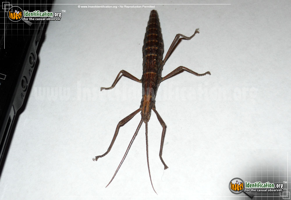 Full-sized image #5 of the Southern-Two-Striped-Walkingstick