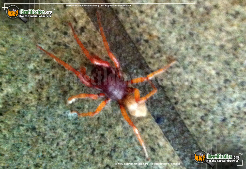 Full-sized image #2 of the Sowbug-Killer-Spider