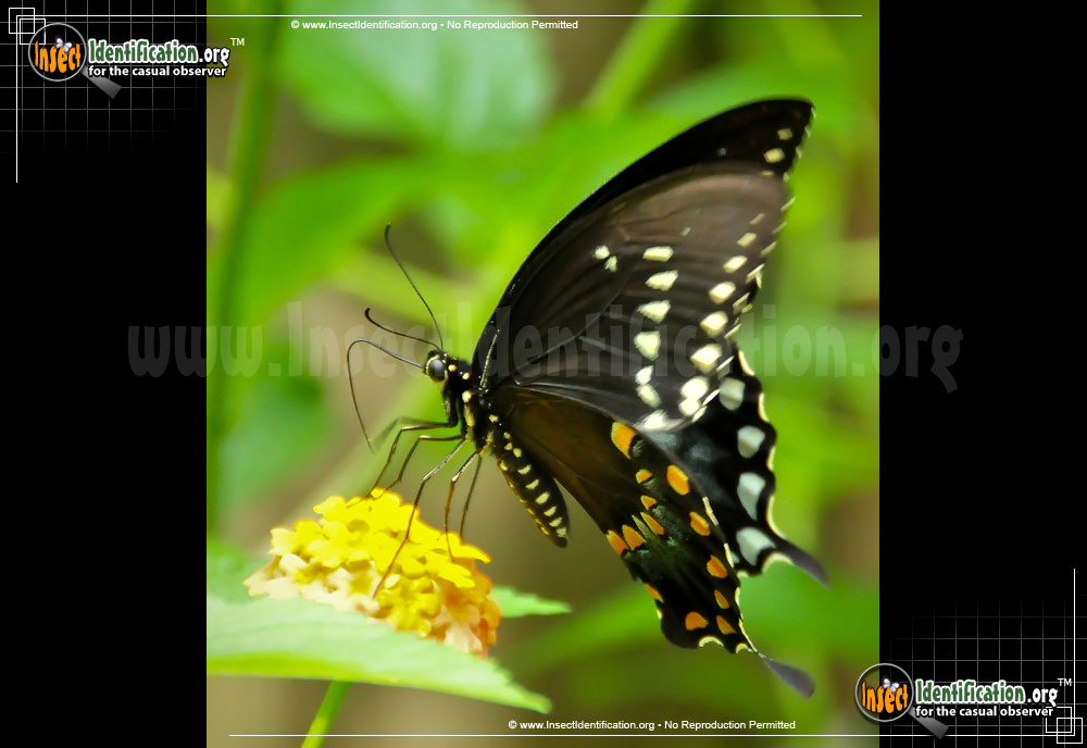 Full-sized image #4 of the Spicebush-Swallowtail-Butterfly