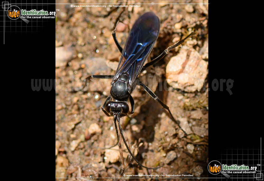 Full-sized image #2 of the Spider-Wasp-Priocnemis