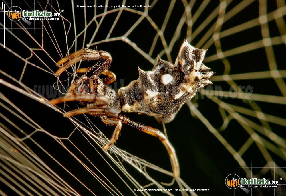Full-sized image #6 of the Spined-Micrathena-Spider