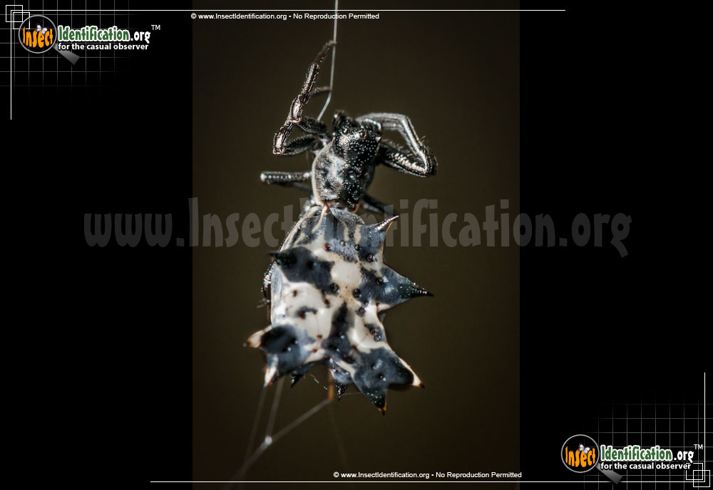 Full-sized image #2 of the Spined-Micrathena-Spider