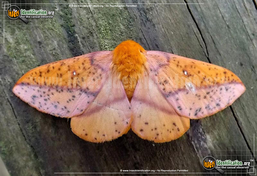 Full-sized image of the Spiny-Oakworm-Moth