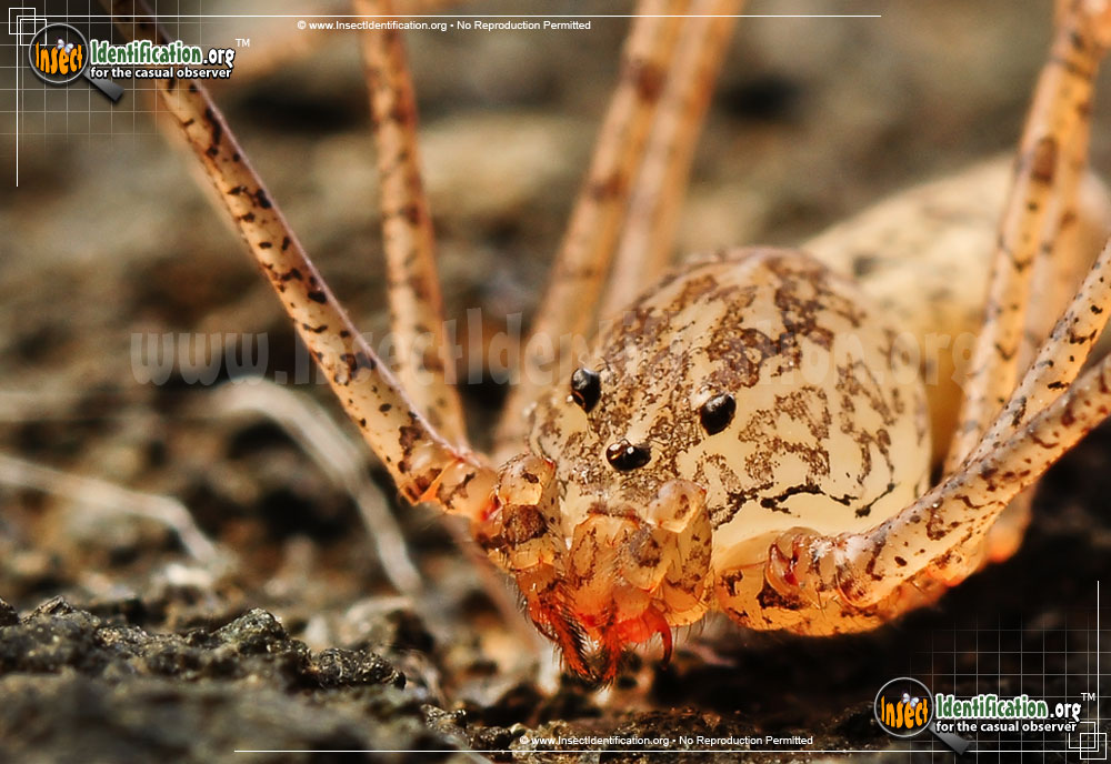 Full-sized image #6 of the Spitting-Spider