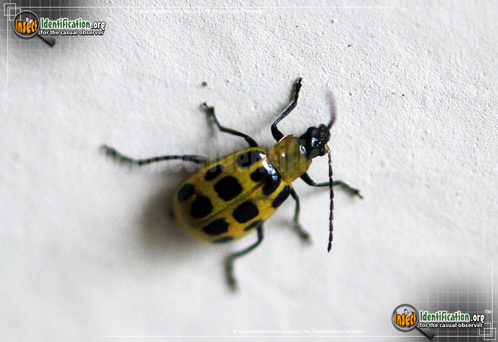 Full-sized image #5 of the Spotted-Cucumber-Beetle