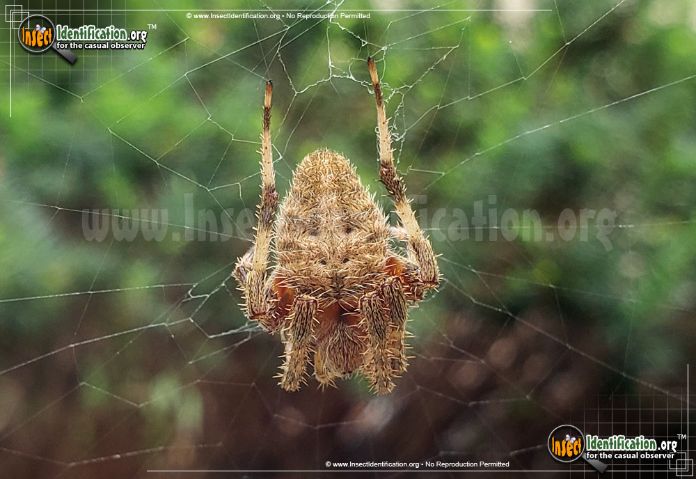 Full-sized image #3 of the Spotted-Orb-Weaver