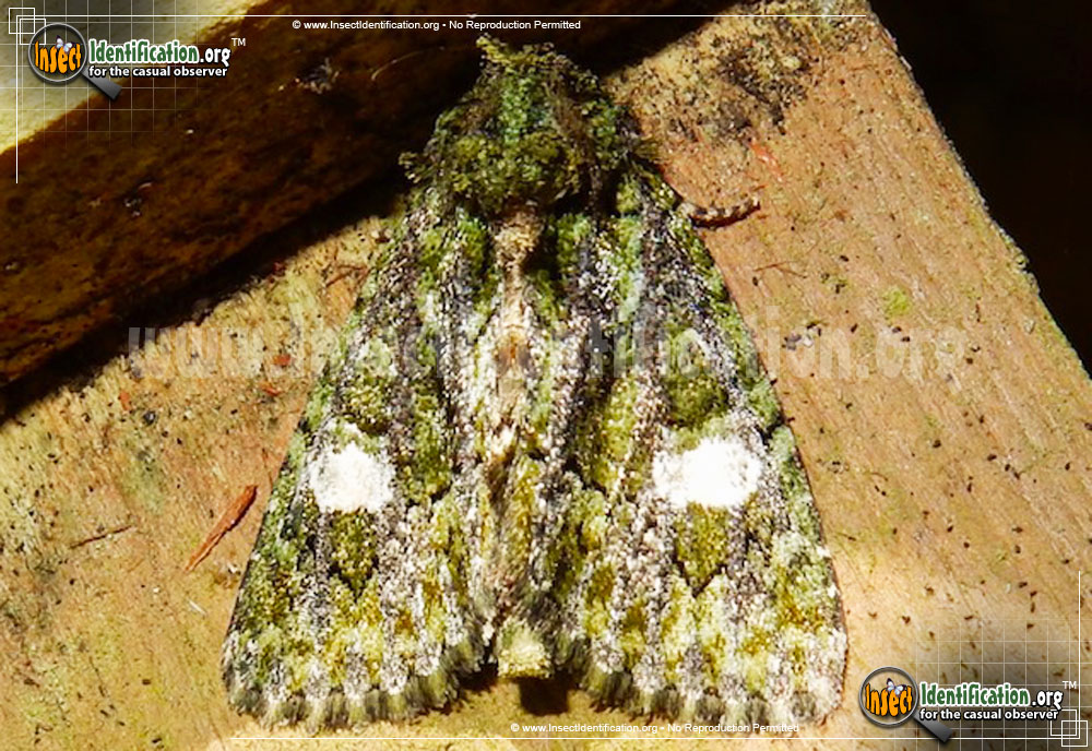 Full-sized image of the Spotted-Phosphila-Moth