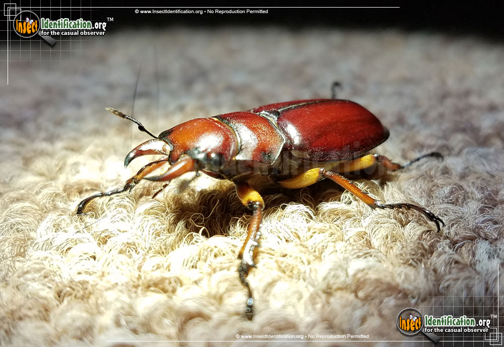 Full-sized image #4 of the Stag-Beetle-Lucanus-Capreolus