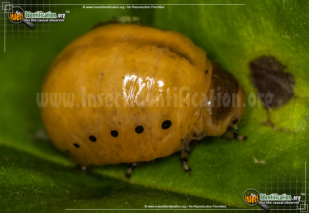 Full-sized image #2 of the Swamp-Milkweed-Leaf-Beetle