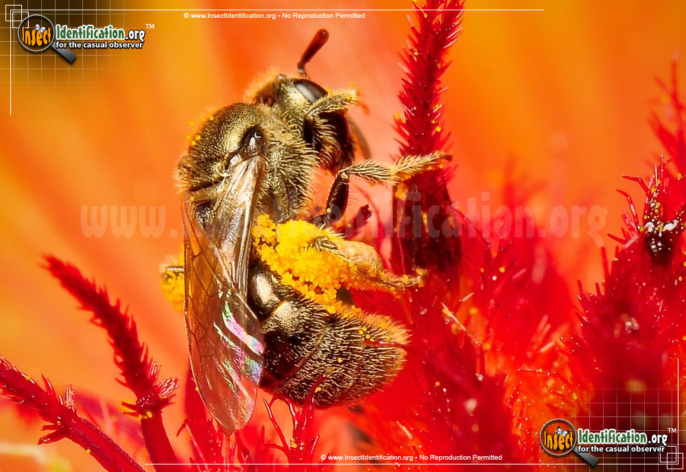 Full-sized image #2 of the Sweat-Bee
