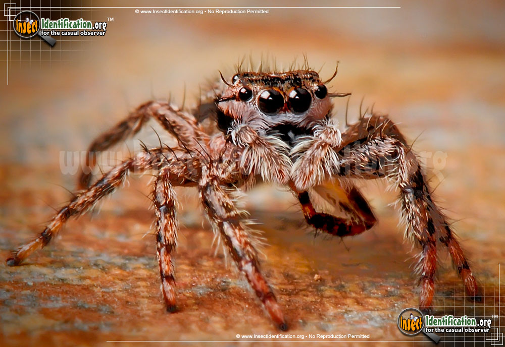 Full-sized image #3 of the Tan-Jumping-Spider