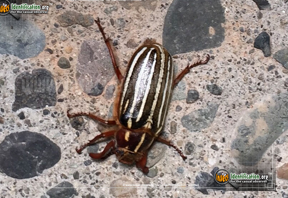Full-sized image #7 of the Ten-Lined-June-Beetle