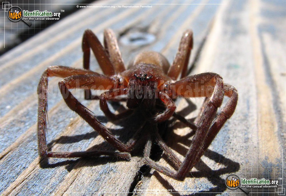 Full-sized image #4 of the Tengellid-Spider