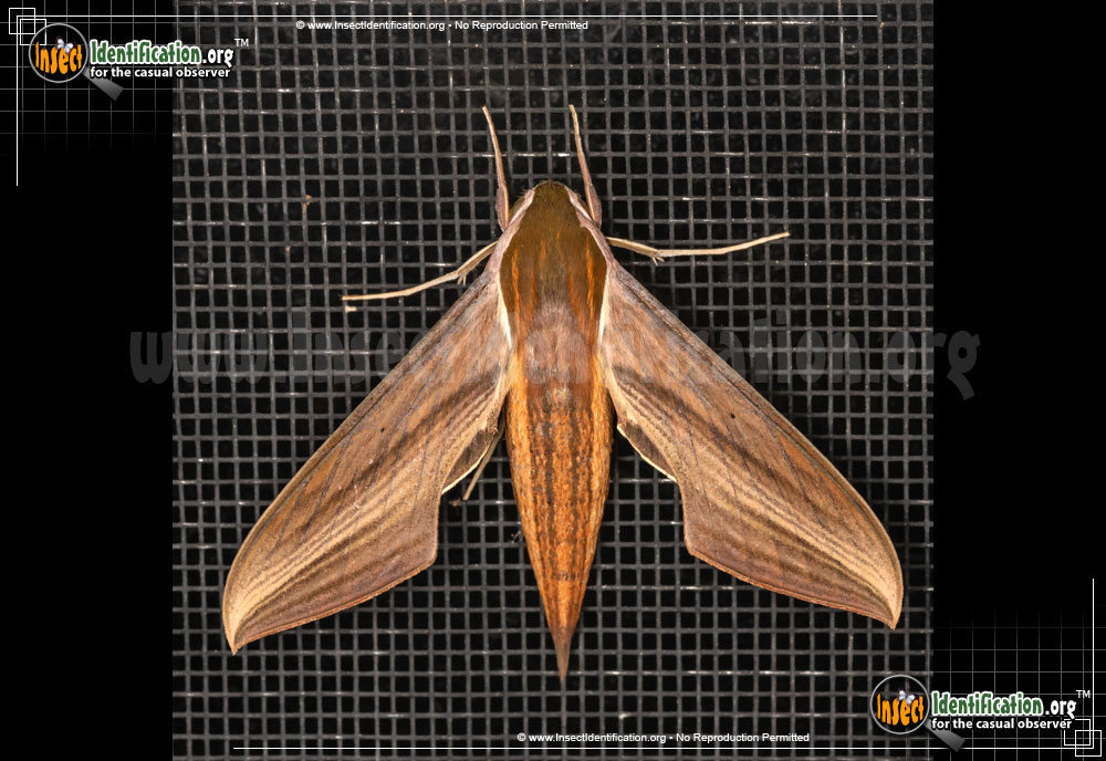 Full-sized image of the Tersa-Sphinx-Moth