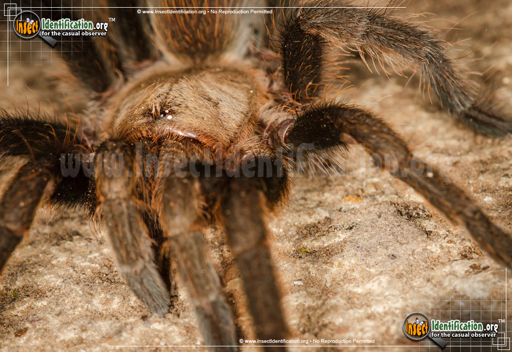 Full-sized image #2 of the Texas-Brown-Tarantula-Spider