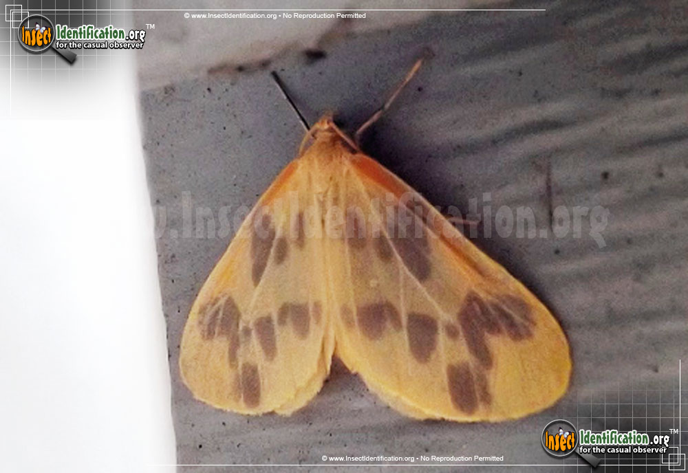 Full-sized image of the The-Beggar-Moth