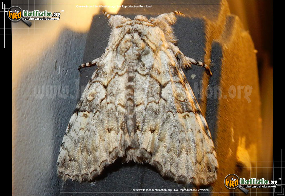 Full-sized image #2 of the The-Laugher-Moth