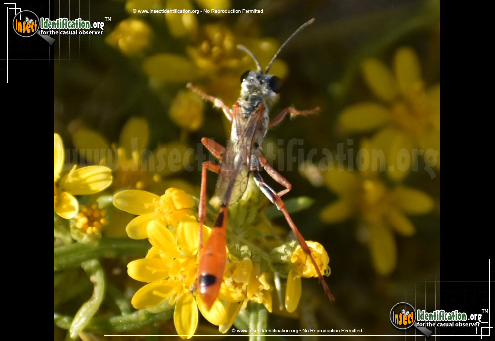 Full-sized image #2 of the Thread-Waisted-Wasp-Ammophila-aberti