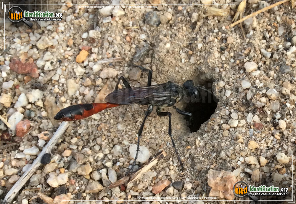 Full-sized image #2 of the Thread-Waisted-Wasp-Ammophila