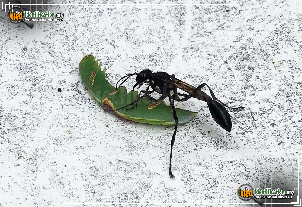 Full-sized image #4 of the Common-Thread-Waisted-Wasp-Eremnophila-aureonotata