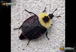 www.insectidentification.org/imgs/insects/thumbnails/american-carrion-beetle_7.jpg