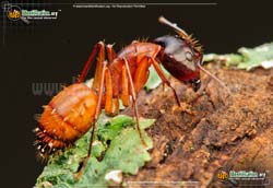 Thumbnail picture of the Carpenter Ant