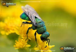 Thumbnail picture of the Cuckoo Wasp