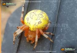 Picture of Marbled Orb Weaver